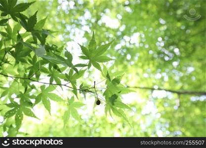 spring Sugar green Maple leaf leaves background