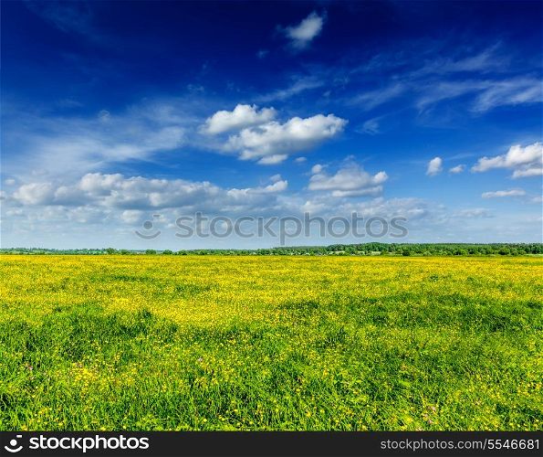Spring summer background - blooming flowers field meadow with blue scy