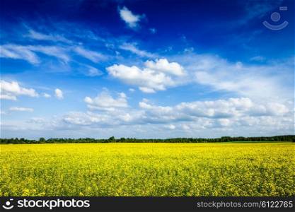 Spring summer background - yellow canola field with blue sky. Spring summer background canola field and blue sky