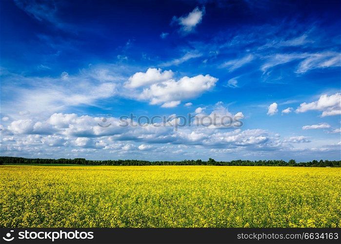 Spring summer background - yellow oilseed rape canola field with blue sky. Spring summer background - canola field with blue sky