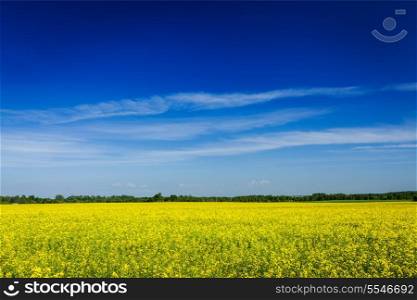 Spring summer background - yellow rape (canola) field with blue sky