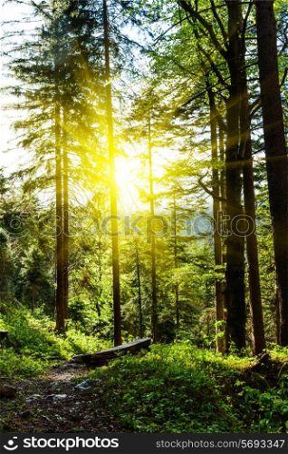 Spring summer green forest with sunrays
