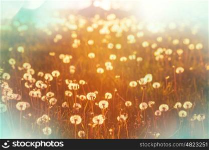 Spring sunny meadow