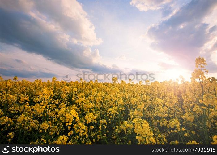 Spring sunny yellow field