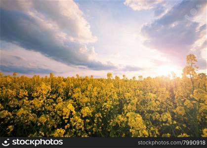 Spring sunny yellow field
