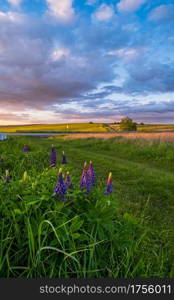 Spring sunset countryside view with wild lupine flowers near path, and revening rapeseed yellow blooming fields in far. Ukraine, Lviv Region.