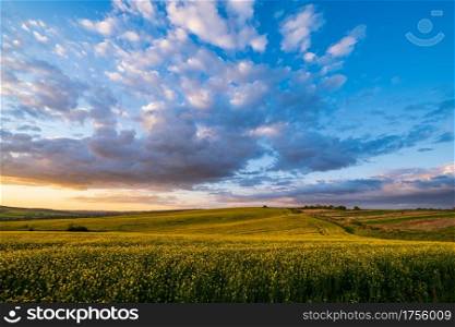 Spring sunset rapeseed yellow blooming fields view, blue sky with clouds in evening sunlight. Natural seasonal, good weather, climate, eco, farming, countryside beauty concept.