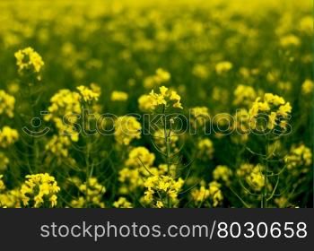 spring the blossoming field of rape, a subject agriculture, the nature