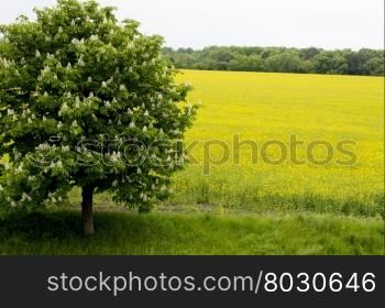 spring the blossoming tree against the field of rape, a subject agriculture, the nature