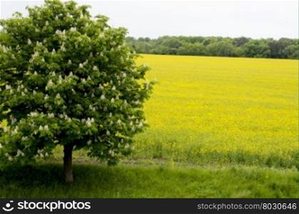 spring the blossoming tree against the field of rape, a subject agriculture, the nature