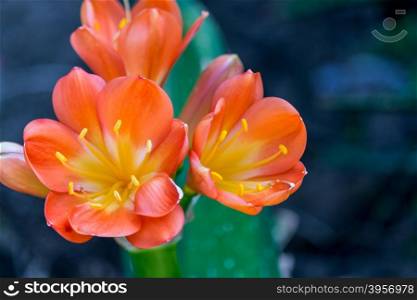 Spring, the oranges yellows flowers on succulent