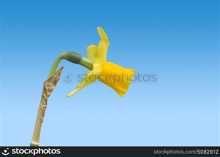 Spring theme: a singled out daffodil with clipping path