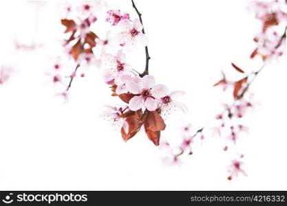 Spring time Cherry Blossoms on white background
