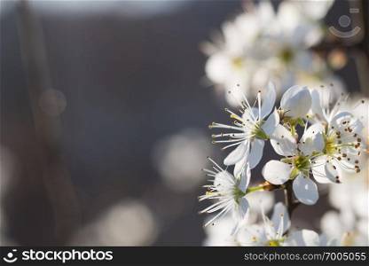 spring time,plumb flower brunch on natural background. plum flower on natural background