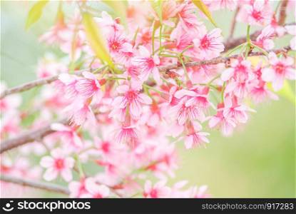 Spring time with beautiful cherry blossoms, pink sakura flowers.. Cherry Blossom in spring with soft focus, unfocused blurred spring cherry bloom, bokeh flower background, pastel and soft flower background.