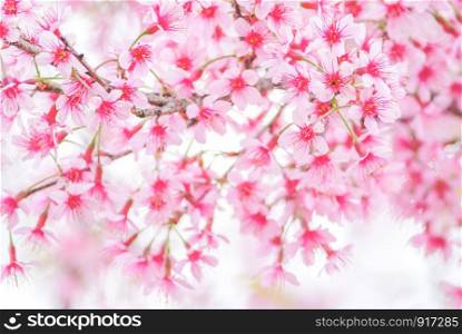 Spring time with beautiful cherry blossoms, pink sakura flowers.. Cherry Blossom in spring with soft focus, unfocused blurred spring cherry bloom, bokeh flower background, pastel and soft flower background.