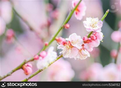 Spring time with beautiful cherry blossoms, pink sakura flowers.. Pink Cherry Blossom