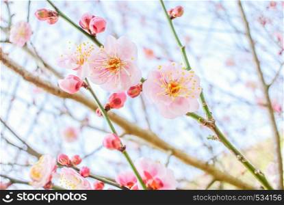 Spring time with beautiful cherry blossoms, pink sakura flowers.. Pink Cherry Blossom