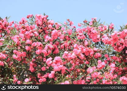 spring tree