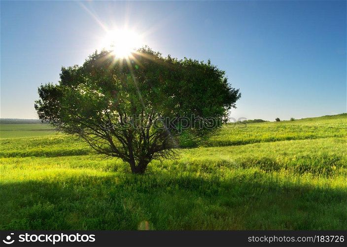 Spring tree and meadow. Nature composition.