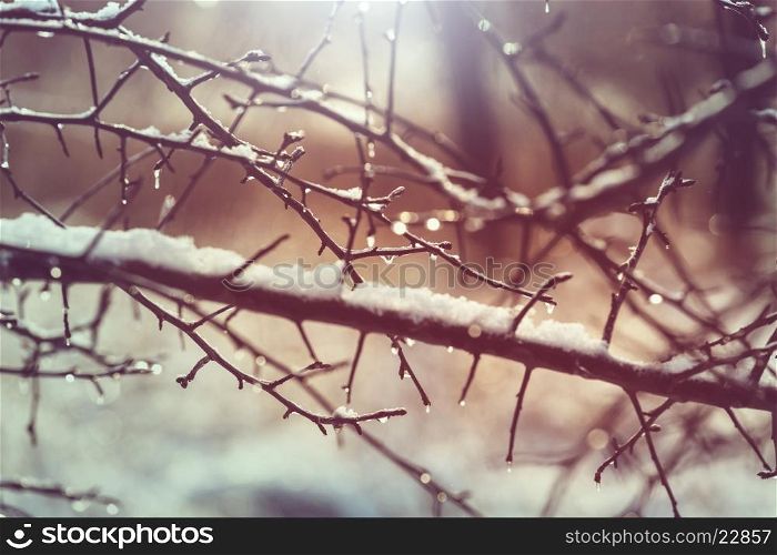 spring tree branch with rain drops