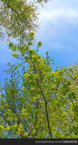 Spring tree branches with fresh foliage on a clear blue sky