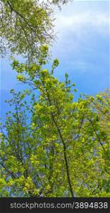 Spring tree branches with fresh foliage on a clear blue sky