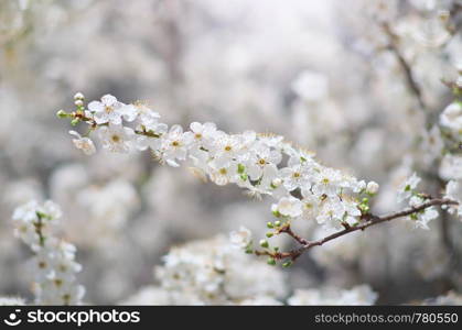 Spring tree flower. Nature composition.