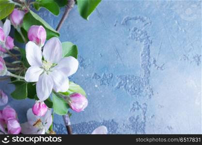 Spring tree flowers. Spring apple blooming flowers on gray background, top view flat lay scene