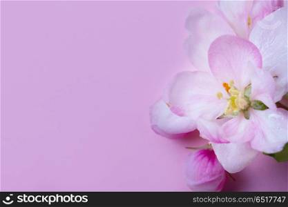 Spring tree flowers. Spring apple tree blooming flowers on pink background, top view flat lay scene