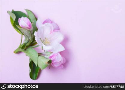 Spring tree flowers. Spring apple tree flowers blooming twig on pink background, top view flat lay flower scene