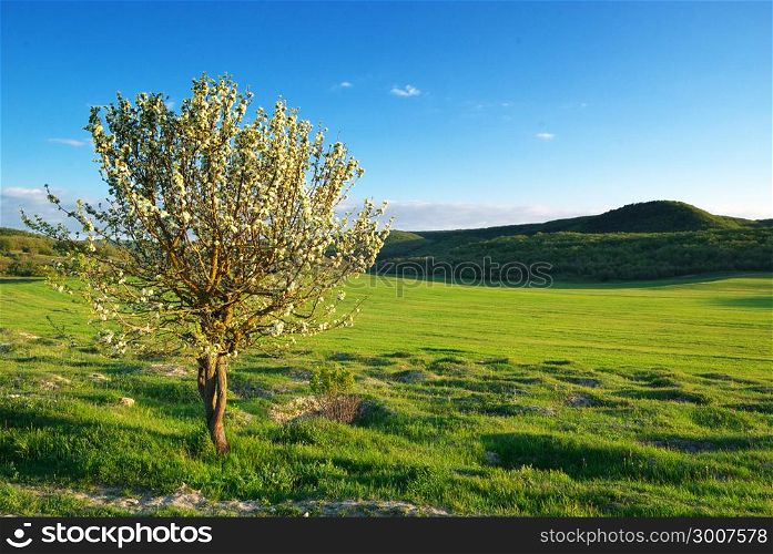 Spring tree in green meadow. Nature composition.