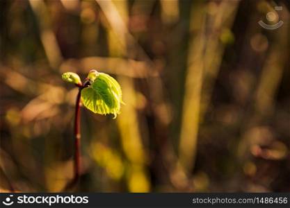 Spring tree leaf out of bud. Composition of nature. Background copy space. Spring tree leaf out of bud. Composition of nature.