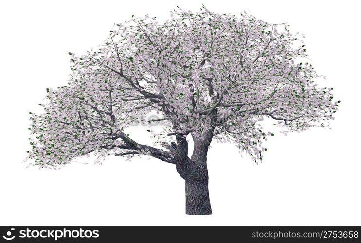 Spring tree. The tree is isolated on a white background