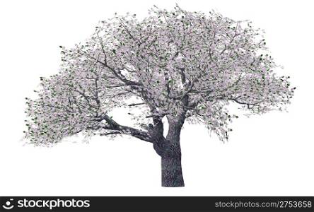 Spring tree. The tree is isolated on a white background