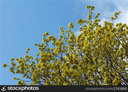 Spring tree twig on blue sky with cloud background