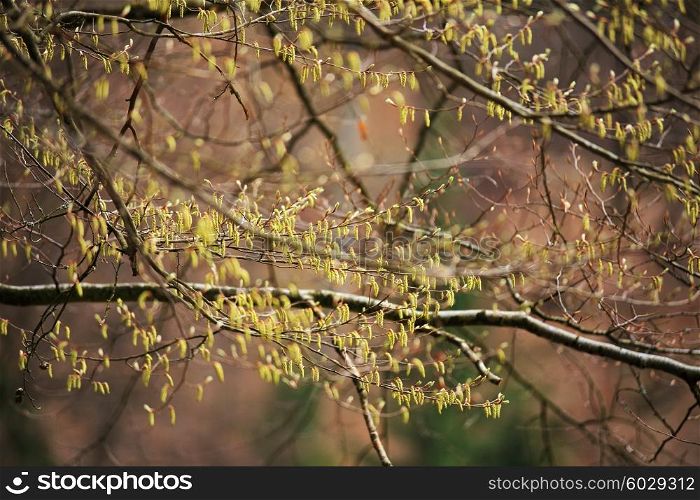 Spring trees in the park. April fresh leaf. Carpathian hills