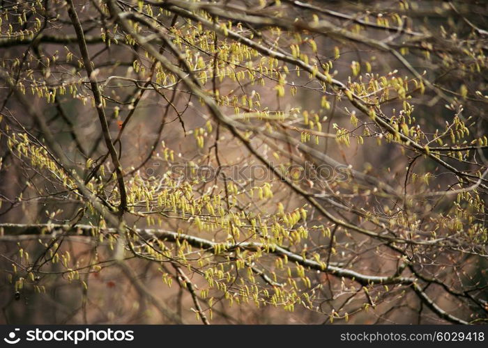 Spring trees in the park. April fresh leaf. Carpathian hills