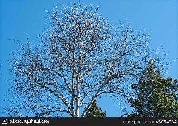 Spring trees on a background of blue sky. Russian countryside;