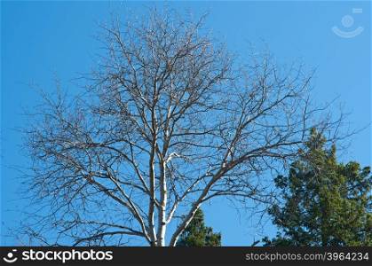 Spring trees on a background of blue sky. Russian countryside;