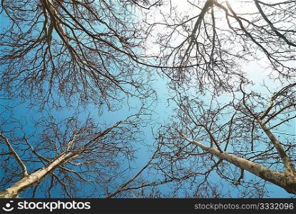 Spring treetops with blue sky and clouds