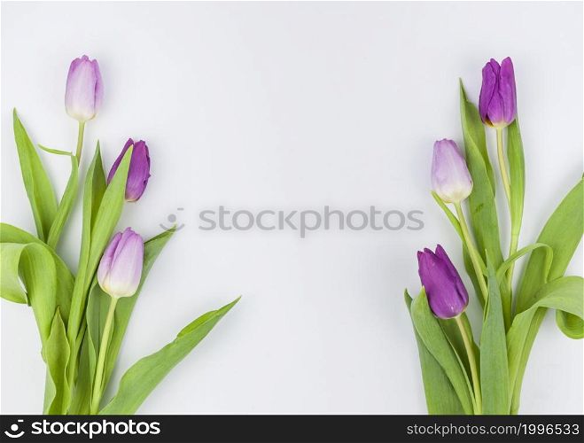 spring tulip flowers isolated white background