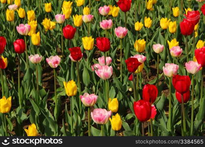 spring tulips