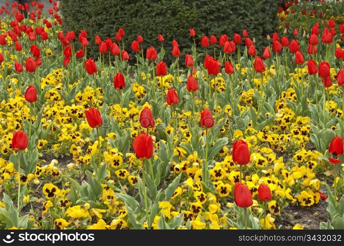 Spring tulips and pansies on a flower bed
