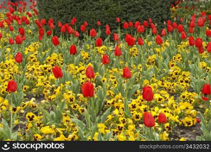 Spring tulips and pansies on a flower bed