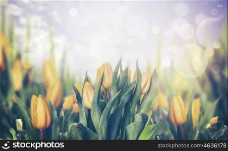 Spring tulips blooming plant, toned, banner