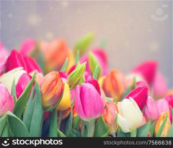 spring tulips in garden on violet toned background