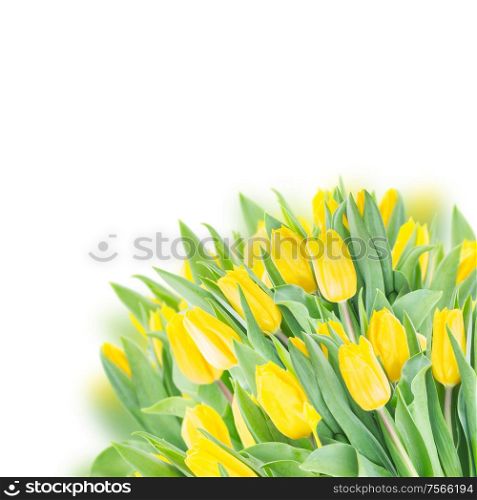 spring tulips in garden on white background. spring tulips on white
