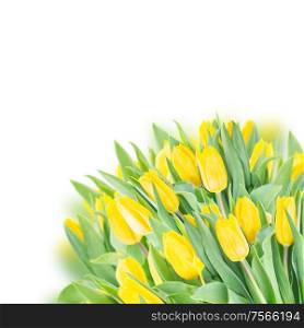 spring tulips in garden on white background. spring tulips on white