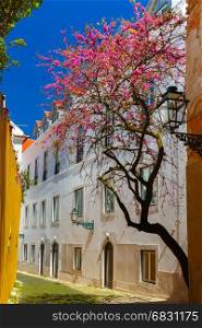 Spring typical Lisbon street, Portugal. The typical Lisbon street with flowering spring tree in Alfama, Portugal